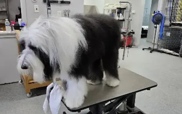 Dog Grooming By Rachel in Wantagh, NY