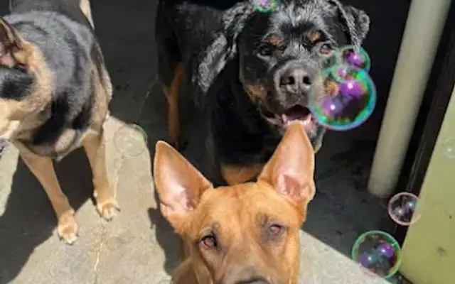 Four Paws Day Care in Studio City, CA