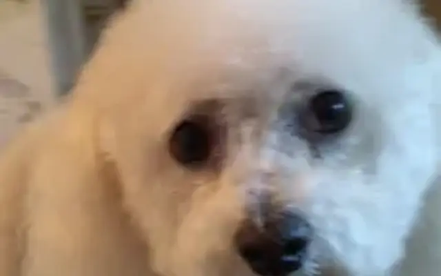 The Dog House: House Call Grooming in Kathleen, GA