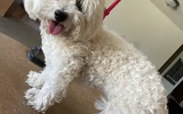 Lovey’s Dog Grooming in Yuma, AZ