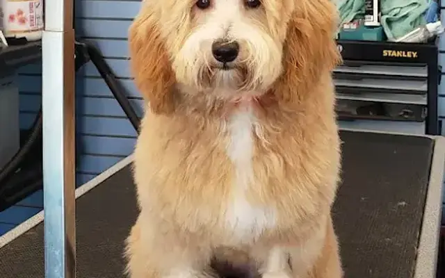 North Beach Pampered Pets in San Clemente, CA