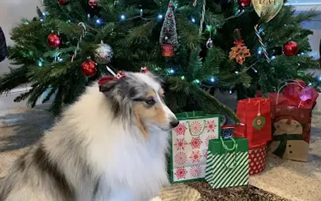 Doggie Styles by Norma in Lubbock, TX