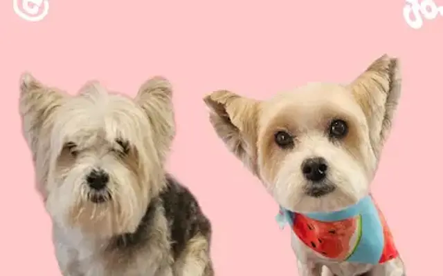 What A Dog Grooming in Hutto, TX