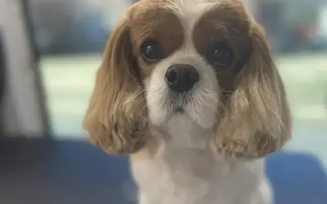 Bonita Pet Grooming in Memphis, TN