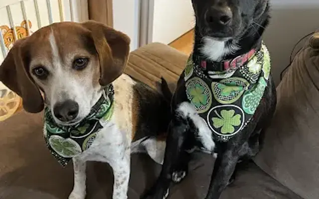 The Green Dog Grooming Salon in Blue Point, NY