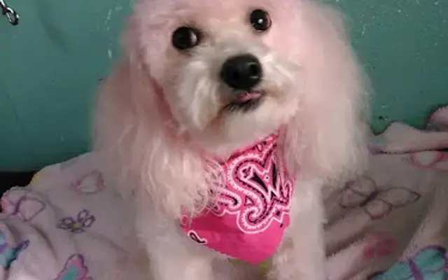 Pet Emporium of Santa Fe in Santa Fe, TX