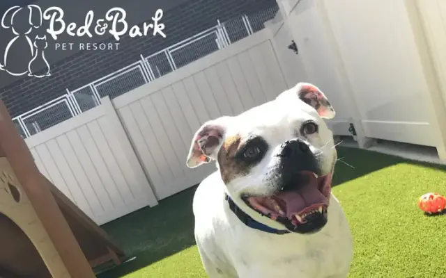 Bed and Bark in Waxhaw, NC