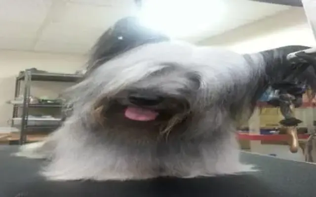 Bobbi's Doggee Day Spa in Manvel, TX