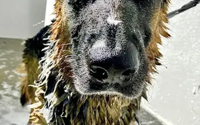 Pawdecor LLC in Vero Beach, FL