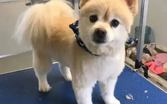Pampered Paws Salon LLC in Defiance, OH