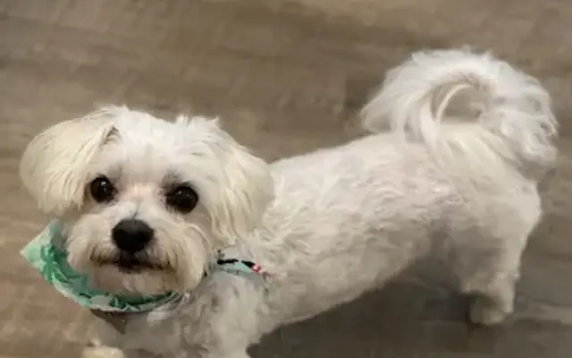 To Wag For - Boutique & Grooming in Santa Monica, CA