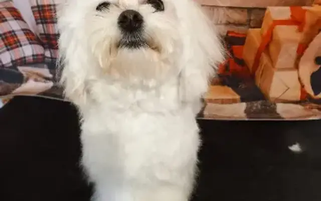 Gi-Gi's Grooming & Pet Supply in Victoria, TX