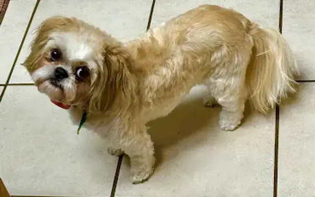 Shaggy Dog Spa & Grooming | Dog Groomer, Athens, Texas in Athens, TX