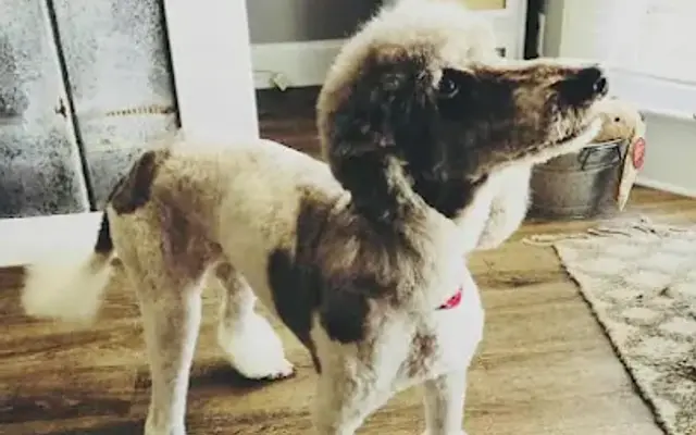Must Love Dogs Grooming Salon in Winder, GA