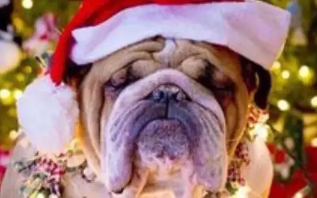 The Pet Salon Grooming & Boarding in Thomasville, GA