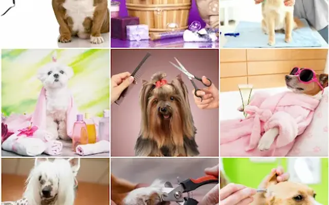 PetGrooming.Rocks -- Fort Worth TX in Haltom City, TX