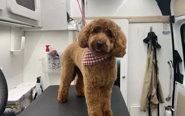Grooming by Lora in Waterville, ME