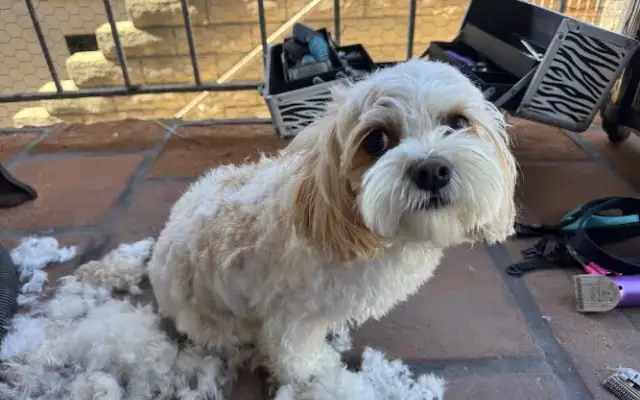 The Loving Groomer in Hermosa Beach, CA