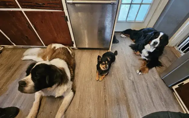 Anastasia's Paws and Minds Academy in Hudson, MA