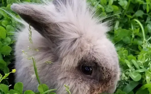 Transfurmations Small Pet Grooming in Clemson, SC