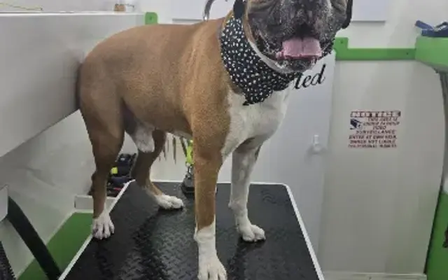 Unlimited Mobile Grooming in Miami, FL