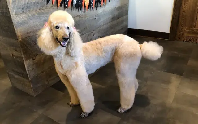Dogworx in Mt Airy, MD