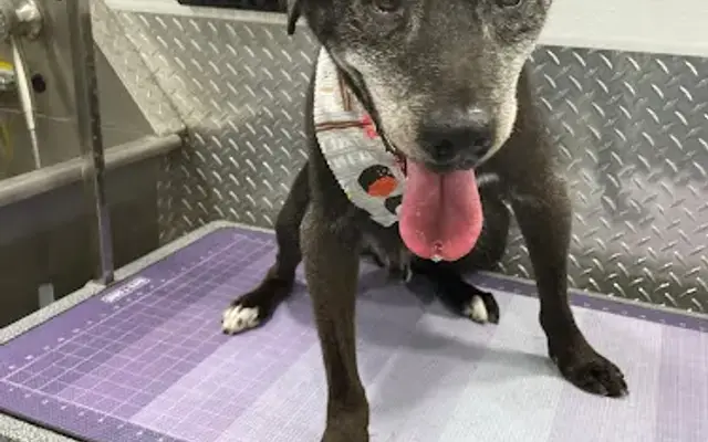 The Hammocks Mobile Pet Grooming in Miami, FL