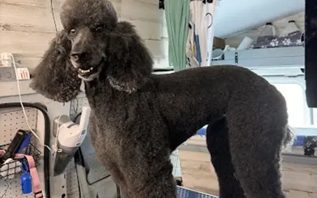 Paws & Tailz Mobile Pet Grooming in Lady Lake, FL