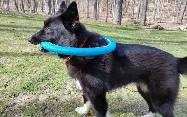 Sharon's Canine Country Club in Holly, MI