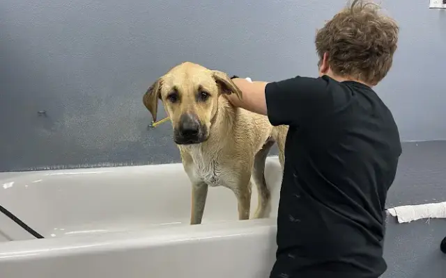 Country Pet Wash in Mountain View, CA