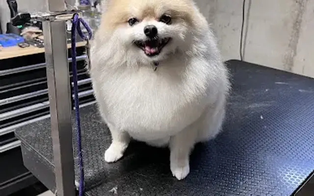 The Doghouse Grooming by Tracy in Winchendon, MA