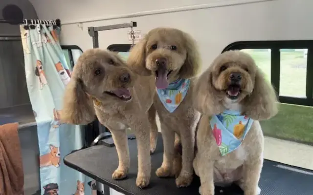 Sarah’s Doggie Detailing in Oakford, PA