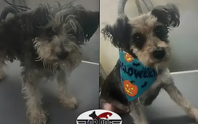 We Come to You! Top Dog Mobile Grooming | A Happy, Healthy Family in Assaria, KS