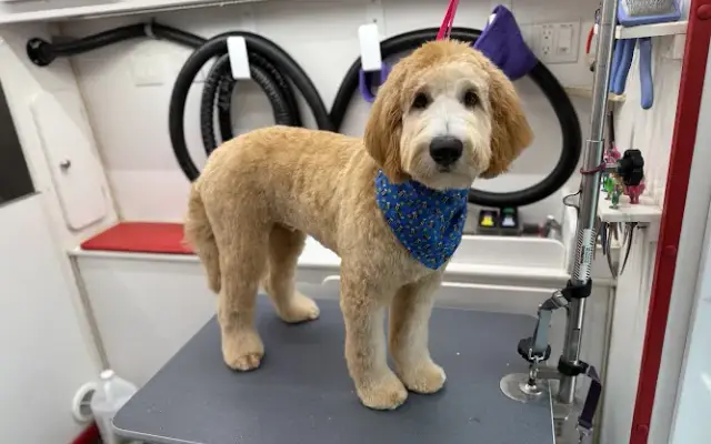 Kenzie's Mobile Pet Grooming in Sarasota, FL