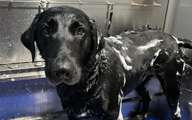 Muddy Paws Grooming in Wiscasset, ME