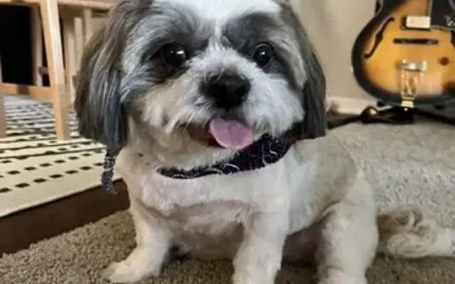 Sunny Paws Plus in Carmichael, CA