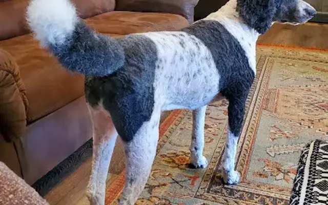 Doggystyle Mobile Grooming in Santa Maria, CA