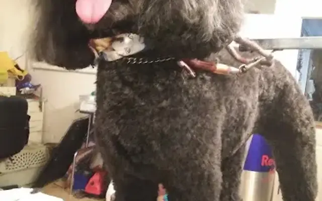 Dog Days Spa~ Grooming by Peggy in Lineville, AL