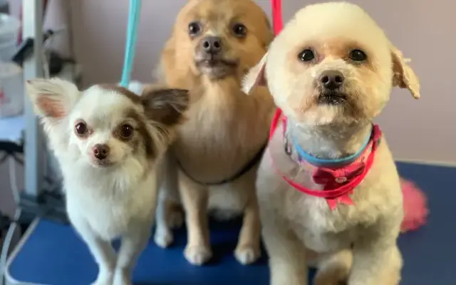 Barks & Bubbles Pet Salon in Lawrenceburg, TN