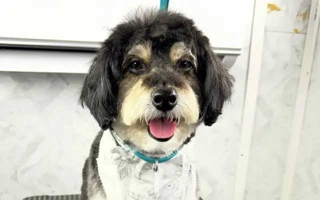 Kathies Mobile Grooming Spa LLC in North Fort Myers, FL