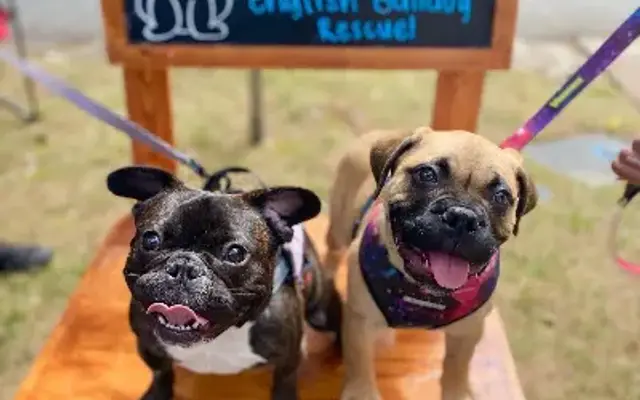 Puppy Haven - Downtown Roswell in Roswell, GA