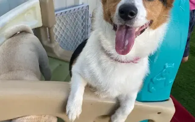 Hound Housing Doggie Daycare LLC in Advance, NC