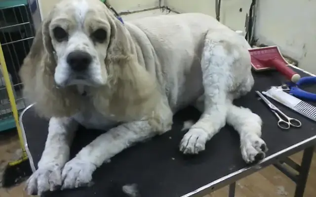 Top Dog Pet Spa in Roy, WA