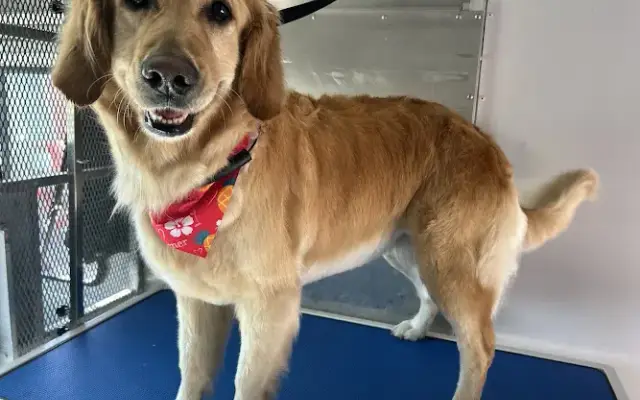 Nell bell grooming in Nibley, UT