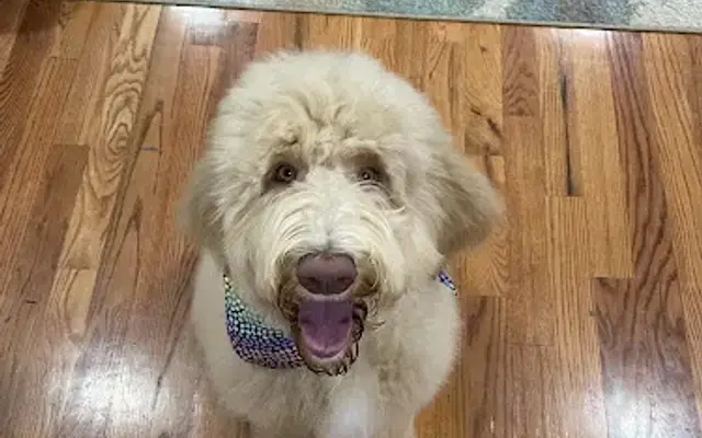 What the Fluff Pet Spa LLC in Tullahoma, TN