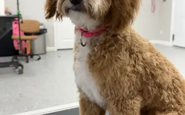 Jerri's Dog Grooming in Newburgh, IN