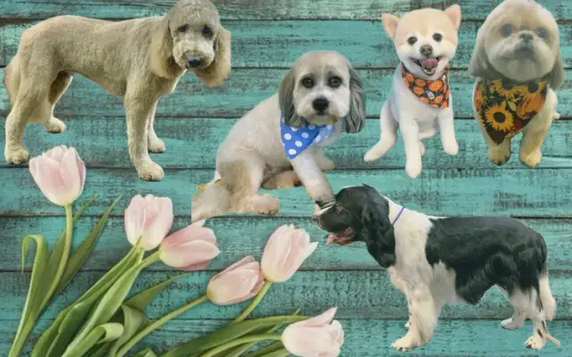 Fluffin’ Fantastic Grooming Spa in Royston, GA