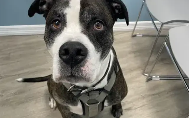 Affordable Pet Hospital in Tampa, FL