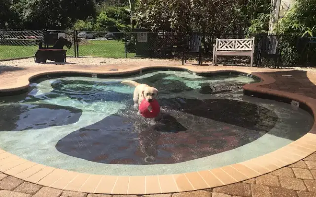 Julington Creek Animal Walk in Jacksonville, FL