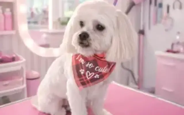 The Groomiez Mobile Dog Grooming in West Covina, CA